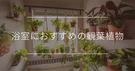 浴室盆栽風水|浴室におすすめの観葉植物10選｜風水効果・選び方・ 